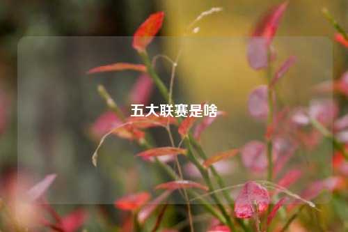 五大联赛是啥